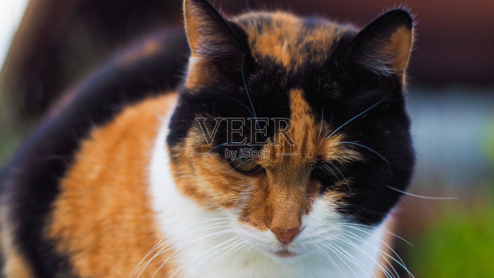 猫伊莎贝尔，在花园里照片摄影图片