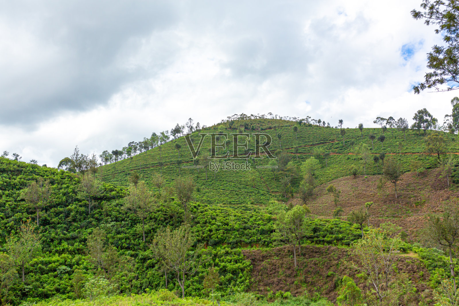 风景如画的自然景观。高地上的绿茶种植园。越来越多的茶照片摄影图片