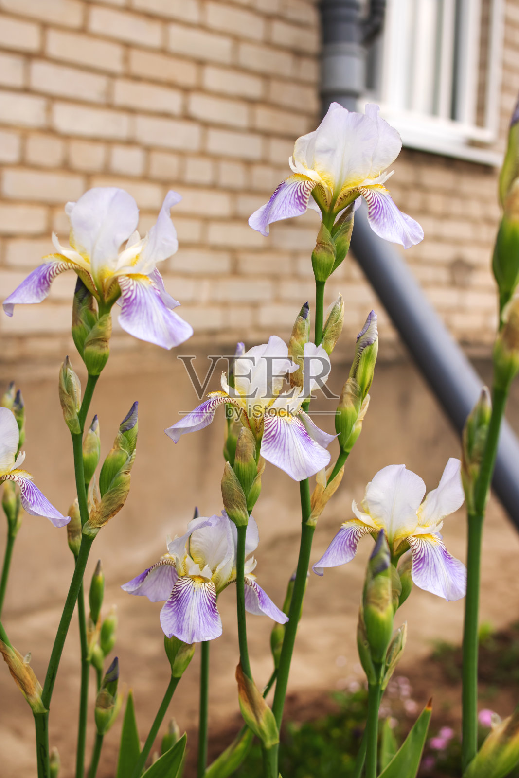 紫色鸢尾花和绿叶特写照片摄影图片