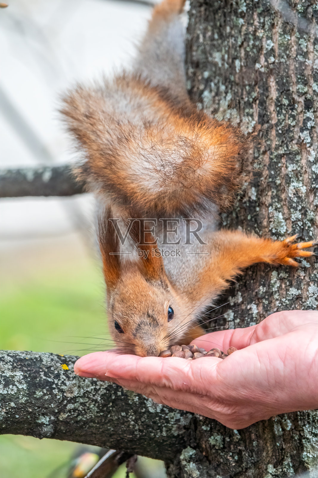 春天或秋天的松鼠吃人手上的坚果。欧亚红松鼠照片摄影图片