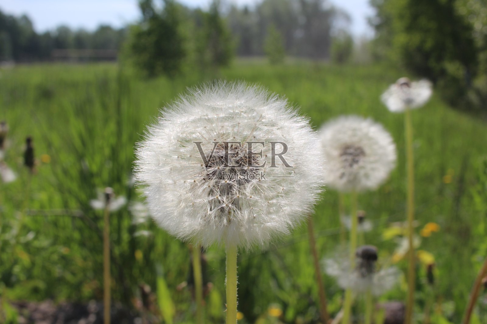 白色的花，蒲公英，夏天毛茸茸的，种子会飞照片摄影图片