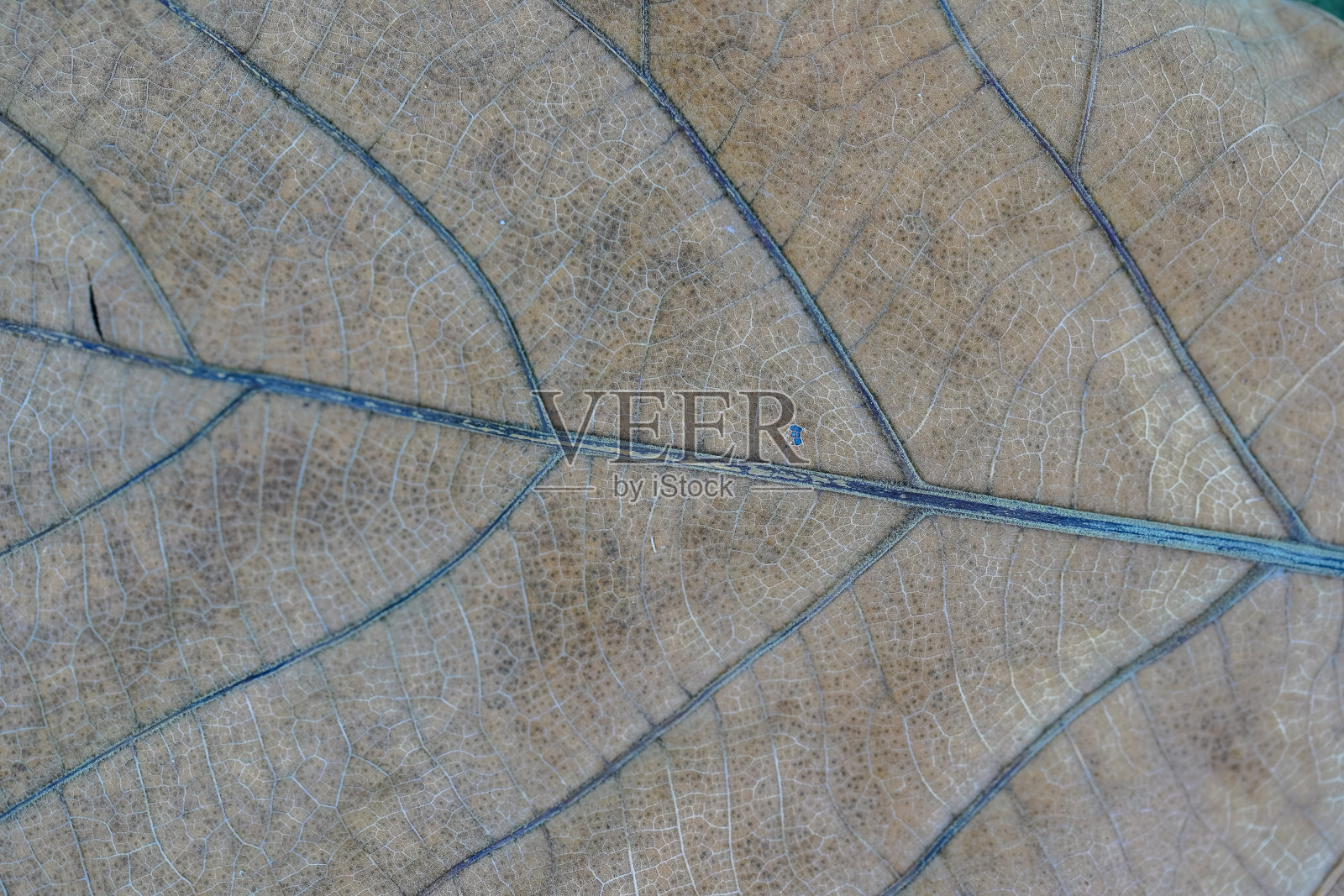 干棕叶纹理(柚木叶)照片摄影图片