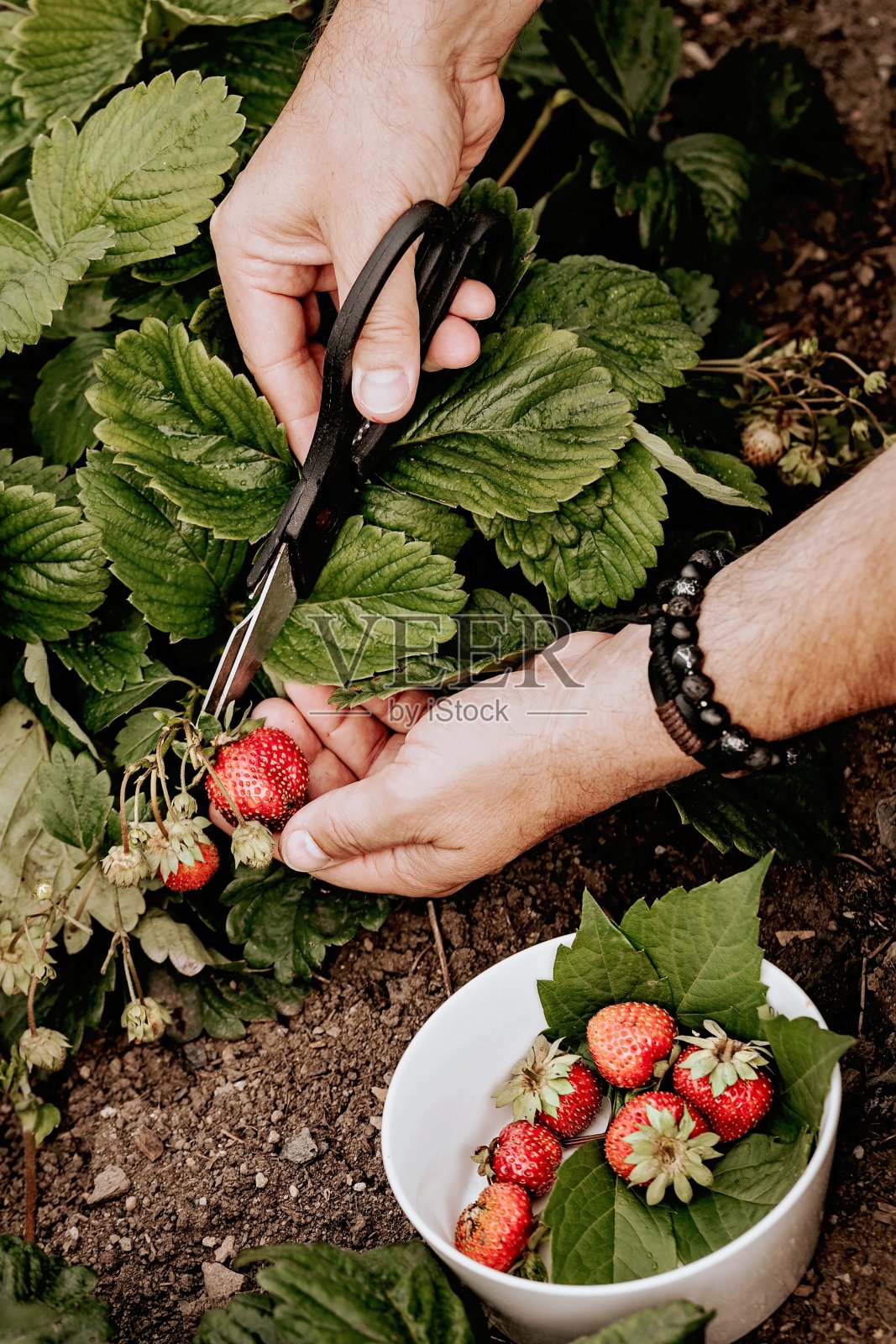 农夫们用双手在花园里采摘新鲜的红草莓。画面中有人手。收获季节浆果。有机无脂肪，低热量产品。季节性抗氧化剂和排毒营养素。照片摄影图片