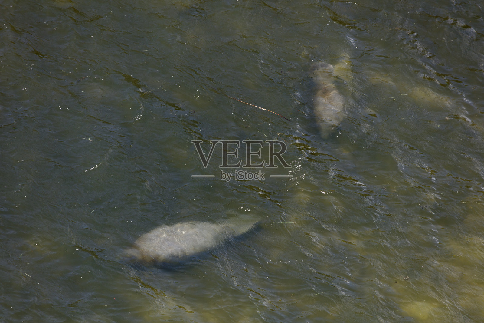 海牛照片摄影图片