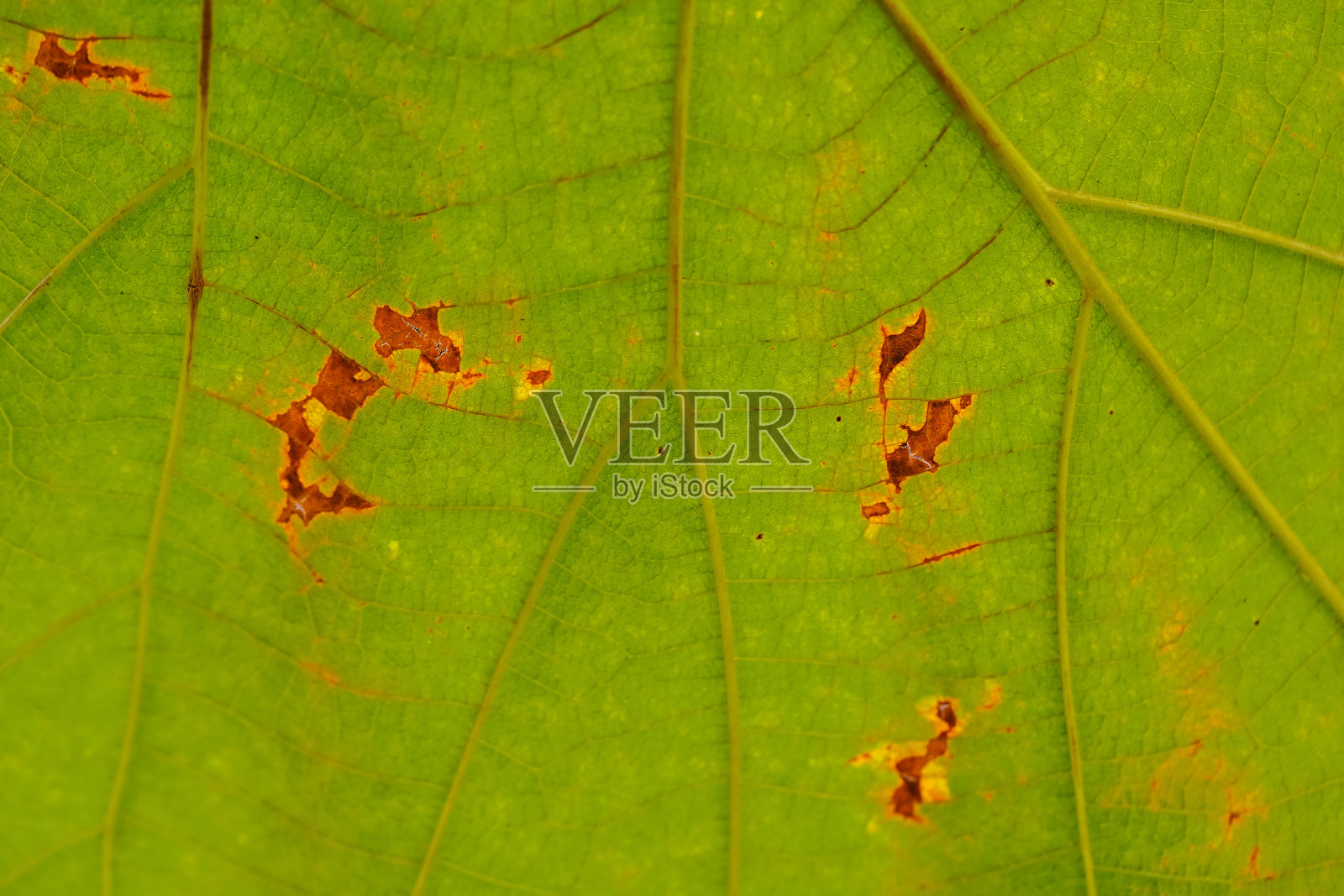 绿叶背景。叶结构照片摄影图片