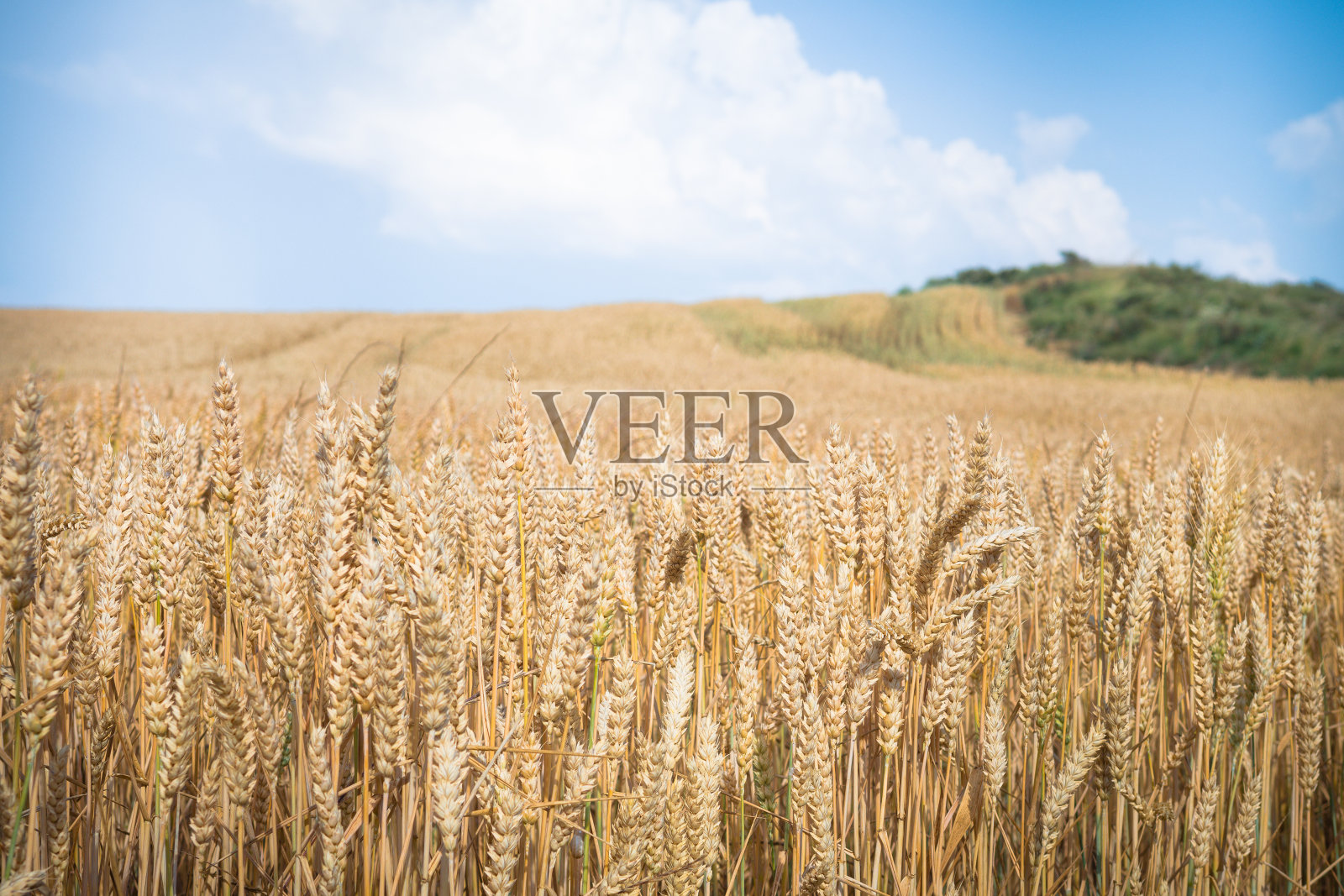 金色的麦田照片摄影图片