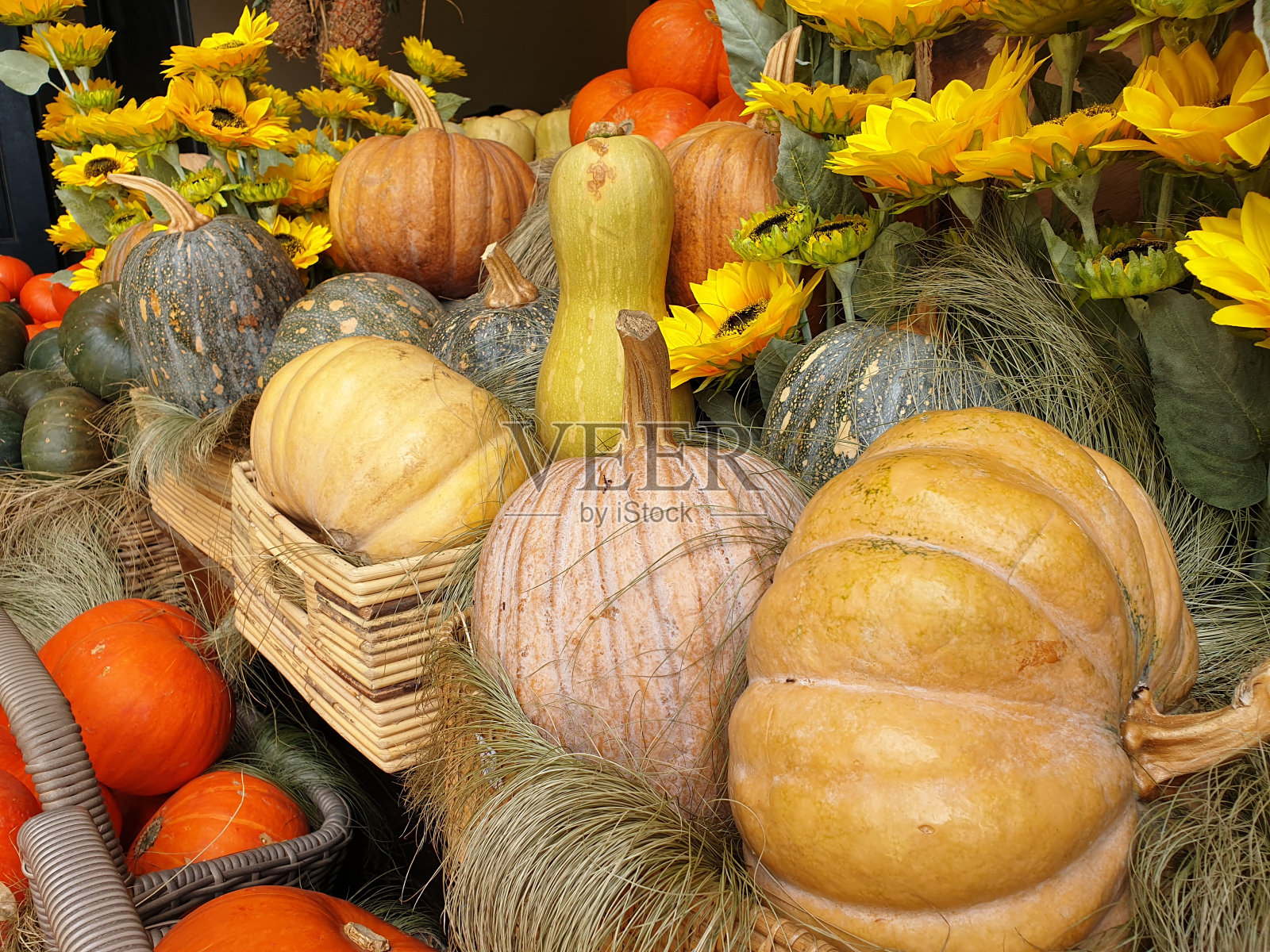 向日葵南瓜照片摄影图片
