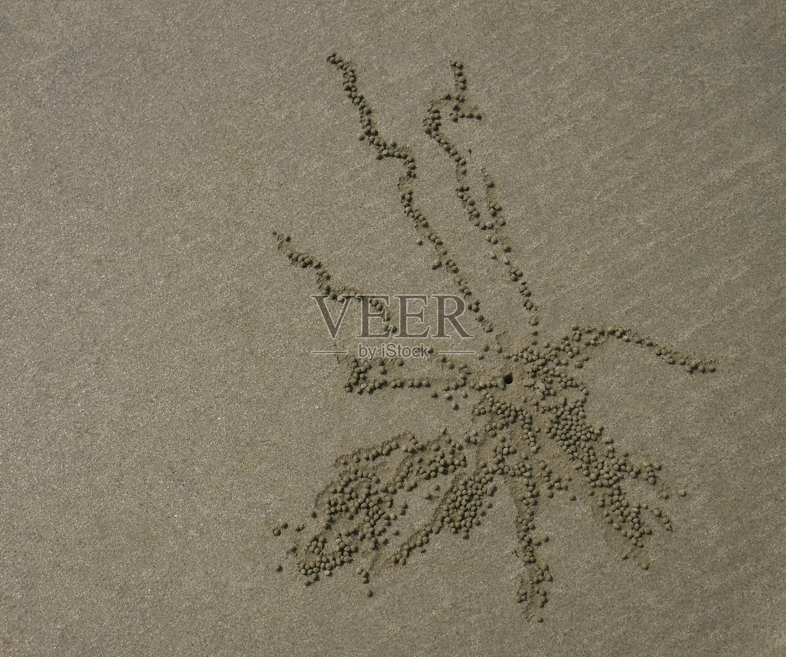 海滨泡沙蟹(章鱼)照片摄影图片