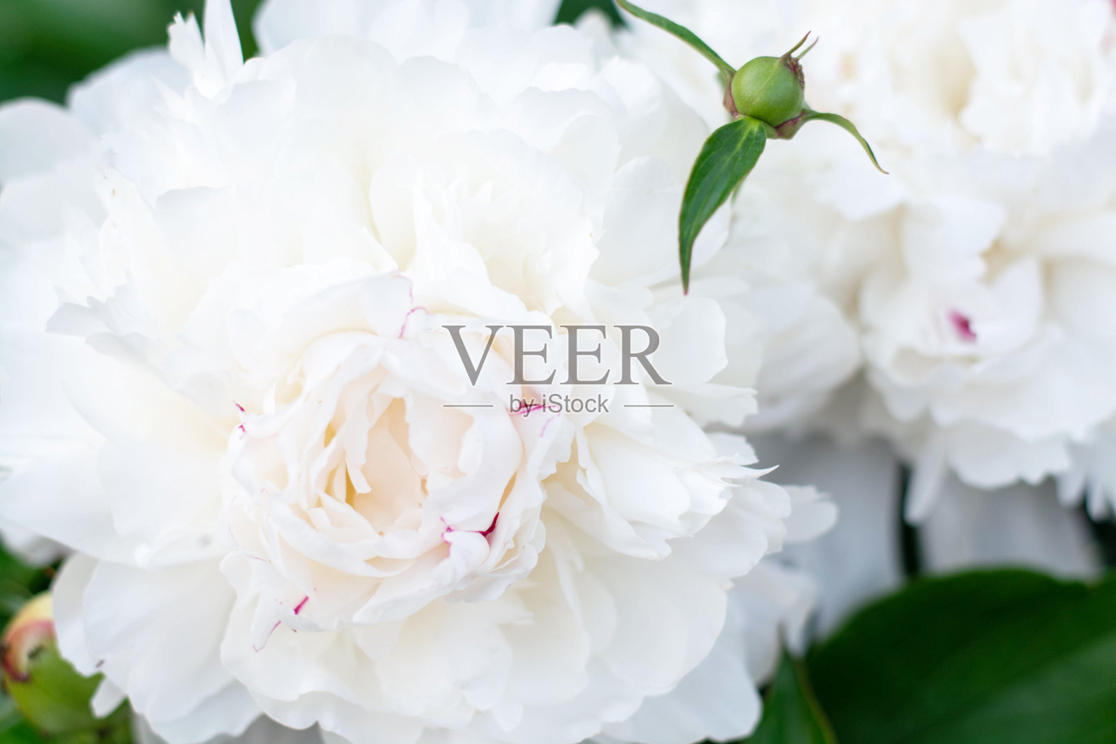 一朵盛开的白色牡丹花，在一个模糊的自然绿色背景在花园里。牡丹。牡丹布什。春夏装的概念。特写照片照片摄影图片