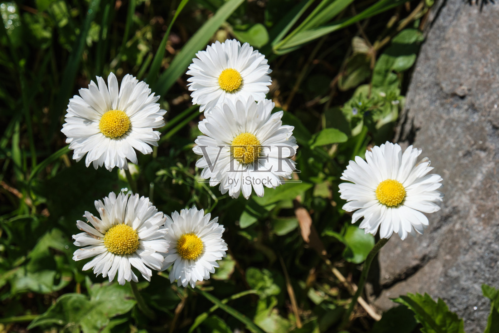 花园里盛开着美丽的阳光雏菊。从上面看小花照片摄影图片