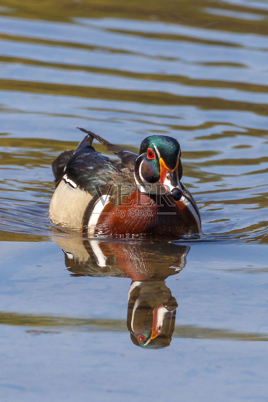 木鸭子照片摄影图片
