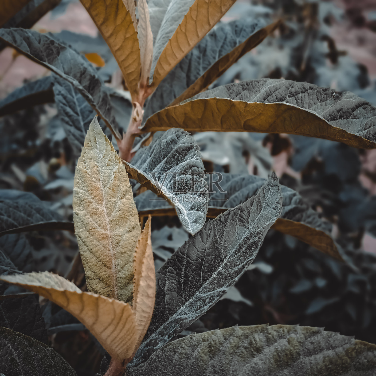 近距离拍摄绿叶照片摄影图片