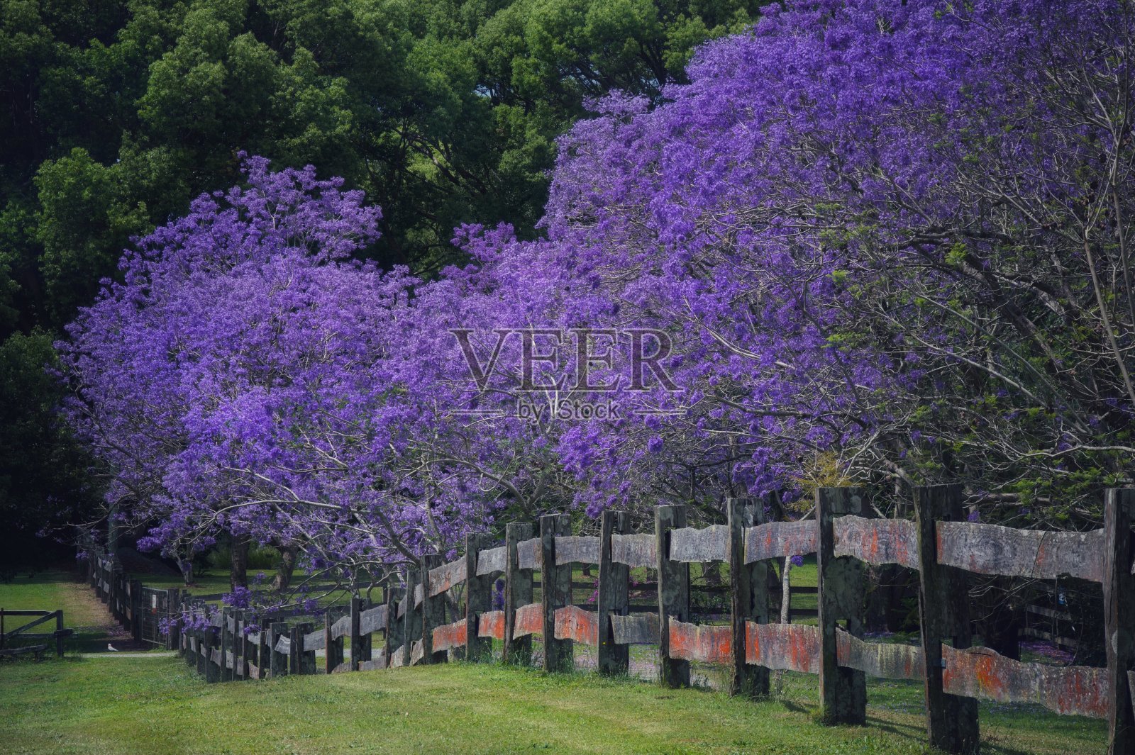 蓝花楹照片摄影图片