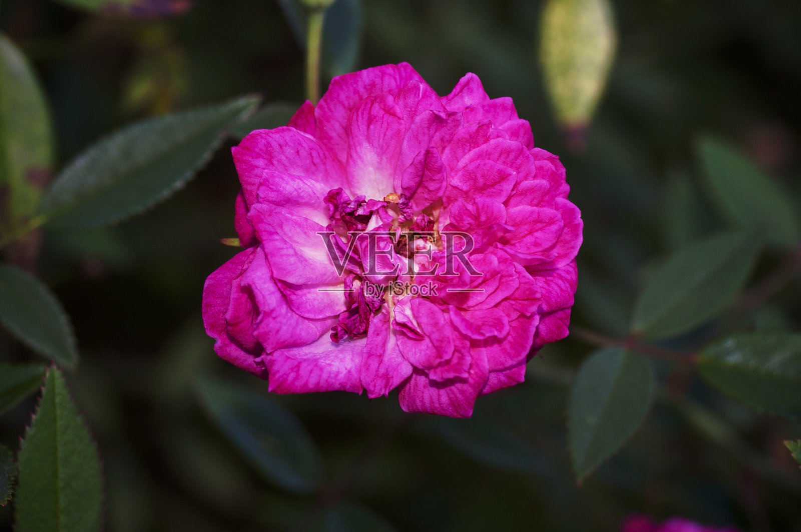 粉色德州公路290朵玫瑰照片摄影图片