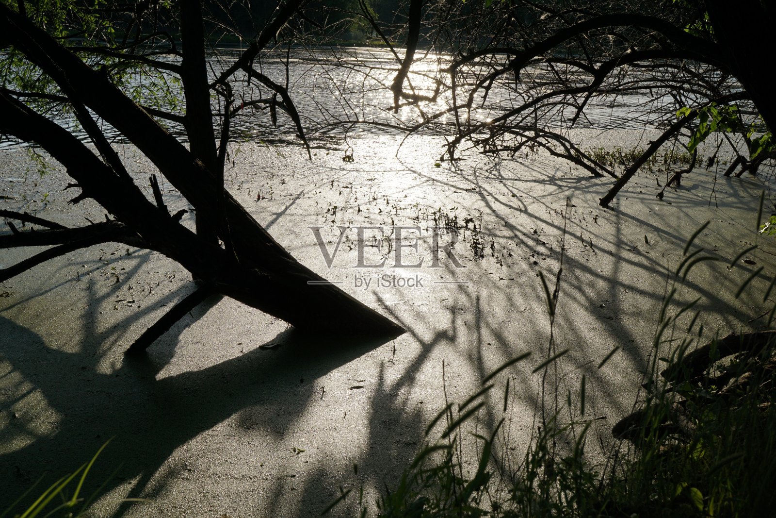 夕阳在柏树河口。自然景观湖。照片摄影图片