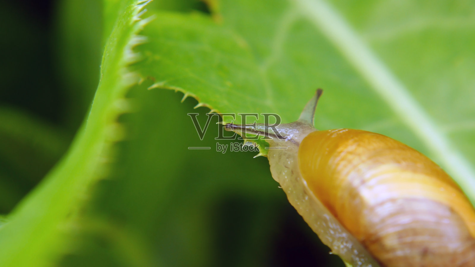琥珀色的蜗牛照片摄影图片