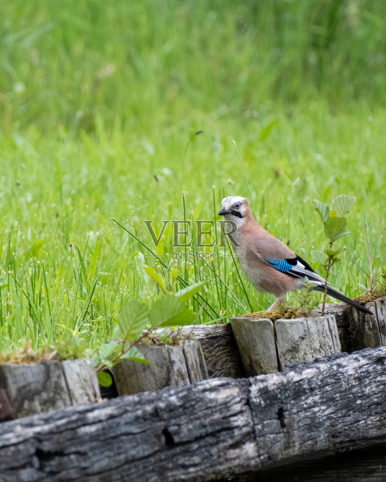杰站在木杆上，后面是草地照片摄影图片