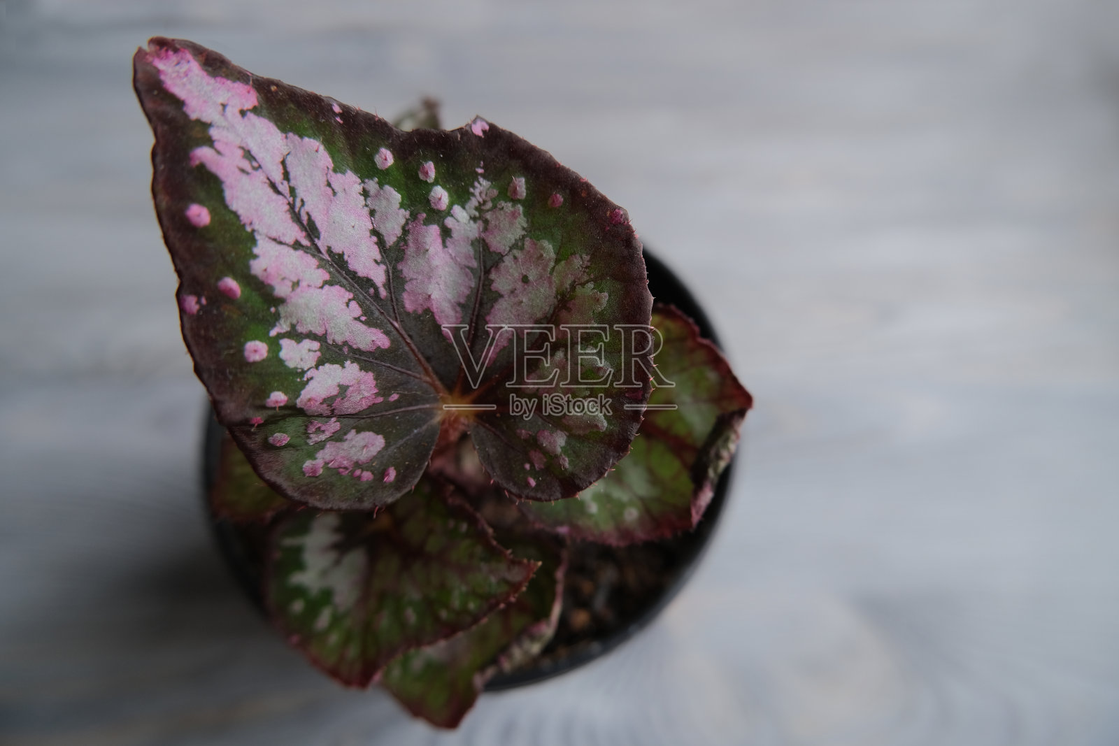 植物的叶子是绿色的。薄荷的幼芽。照片摄影图片