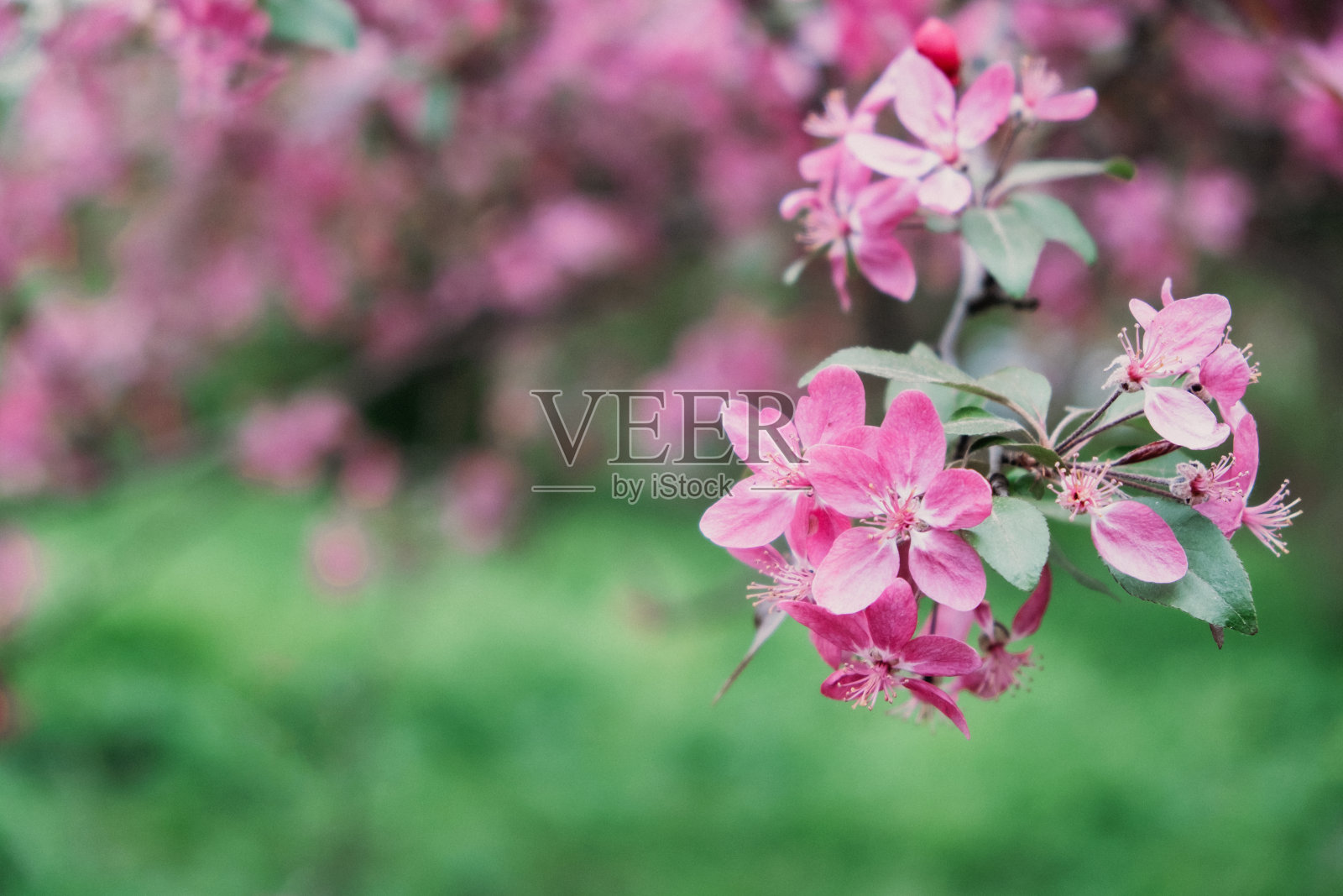 春天的花朵旗帜。春天万象更新，大自然在春天，百花盛开，新生，粉红的花，樱花盛开照片摄影图片