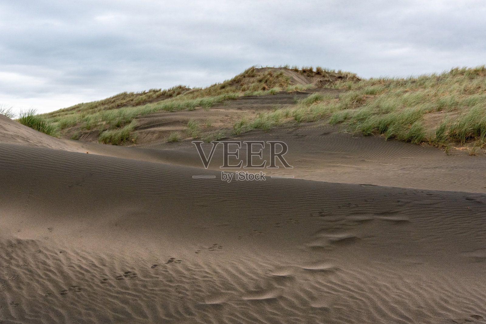 奥克兰附近的Whatipu海滩上的深色沙子照片摄影图片