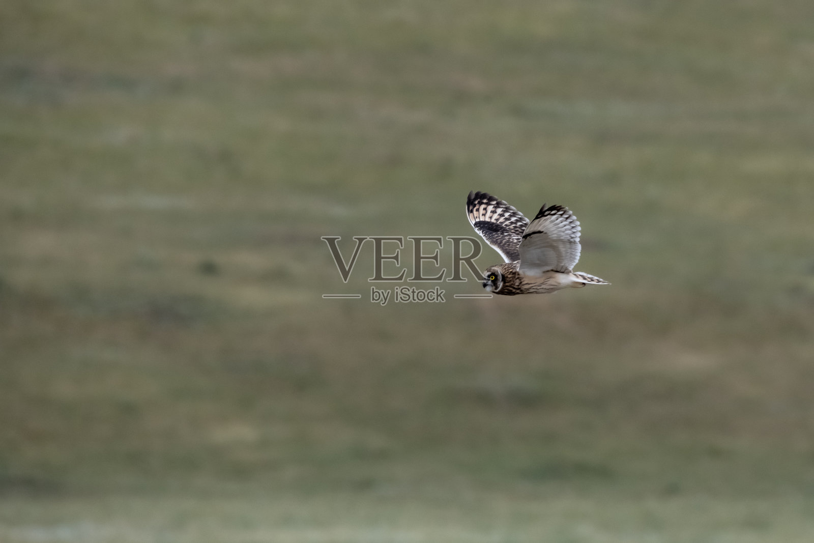 短耳猫头鹰展翅飞翔照片摄影图片