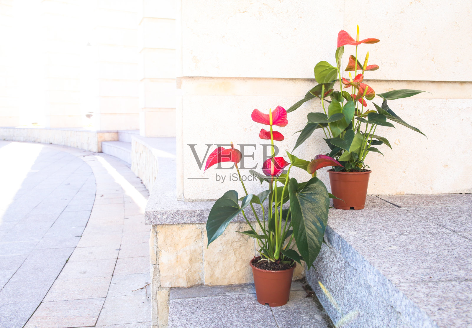花烛属植物照片摄影图片