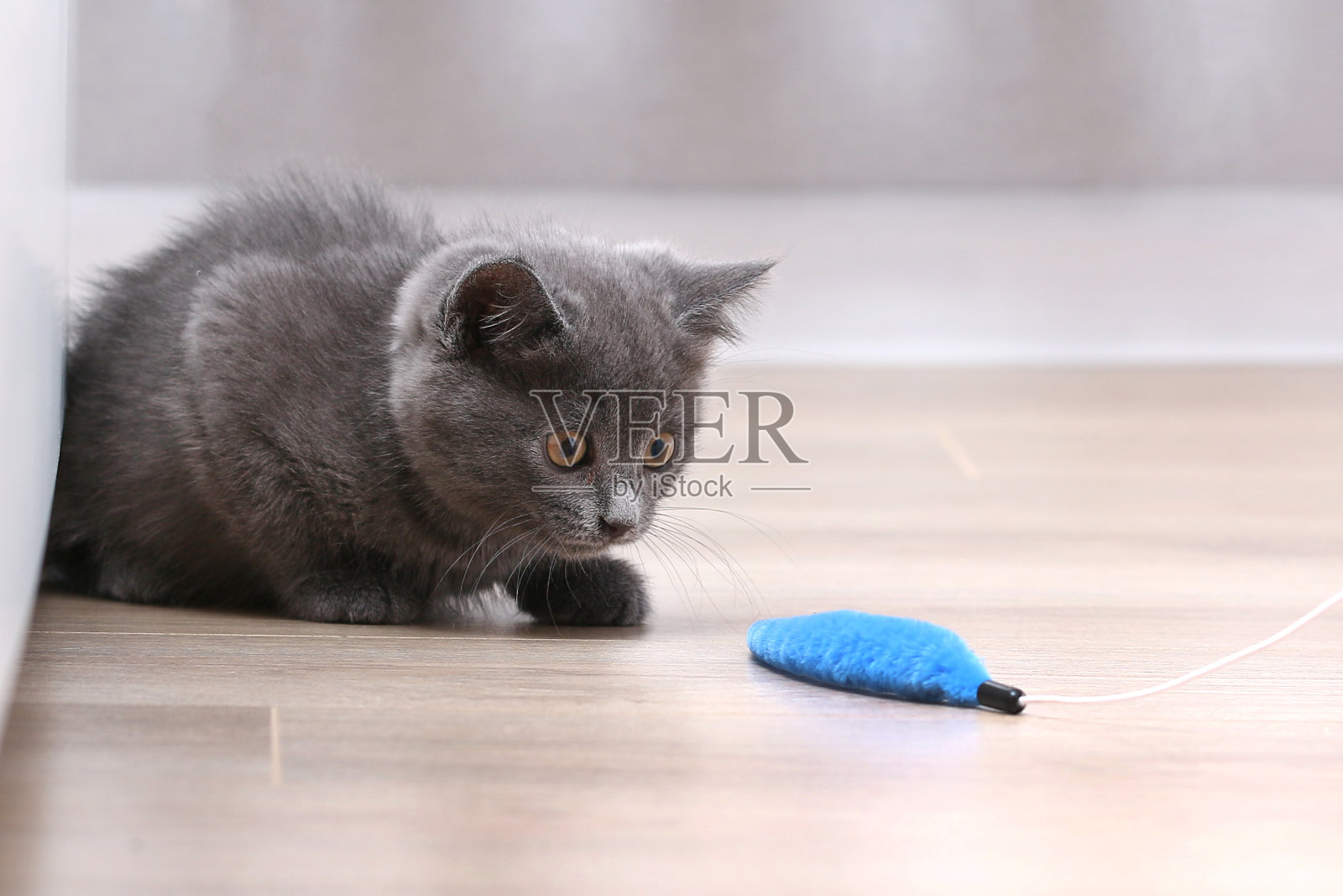 一只灰色的小猫在钓竿上玩玩具。猫玩具。照片摄影图片