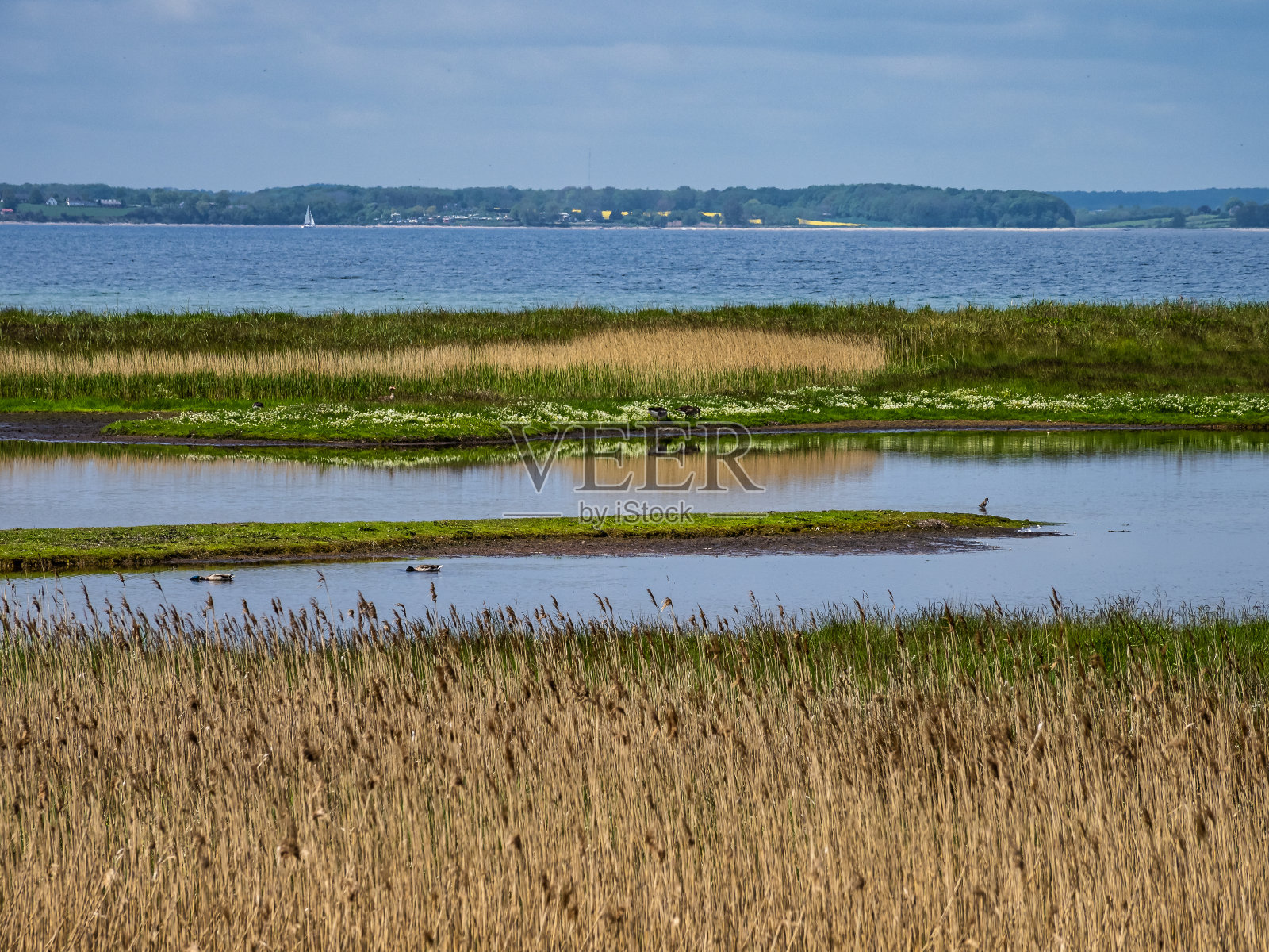 德国北部春天的盖尔廷格伯克自然保护区照片摄影图片