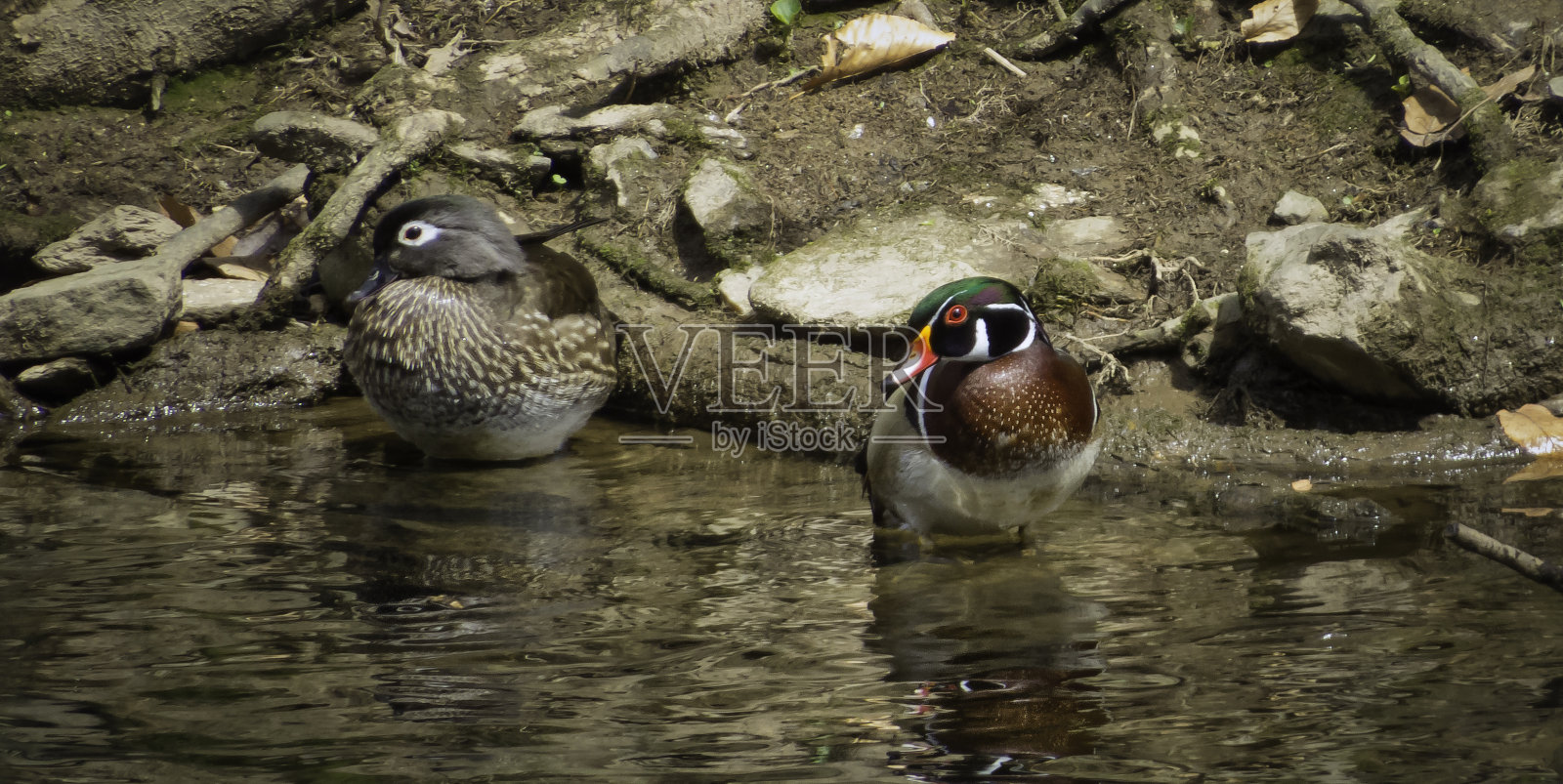 雄性和雌性木鸭一起游泳照片摄影图片