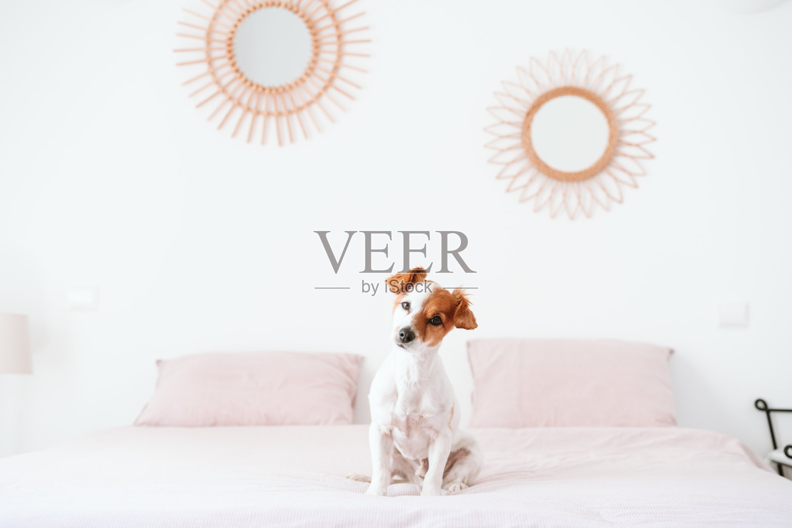 可爱可爱的小杰克罗素狗坐在床上白天。家里的宠物照片摄影图片