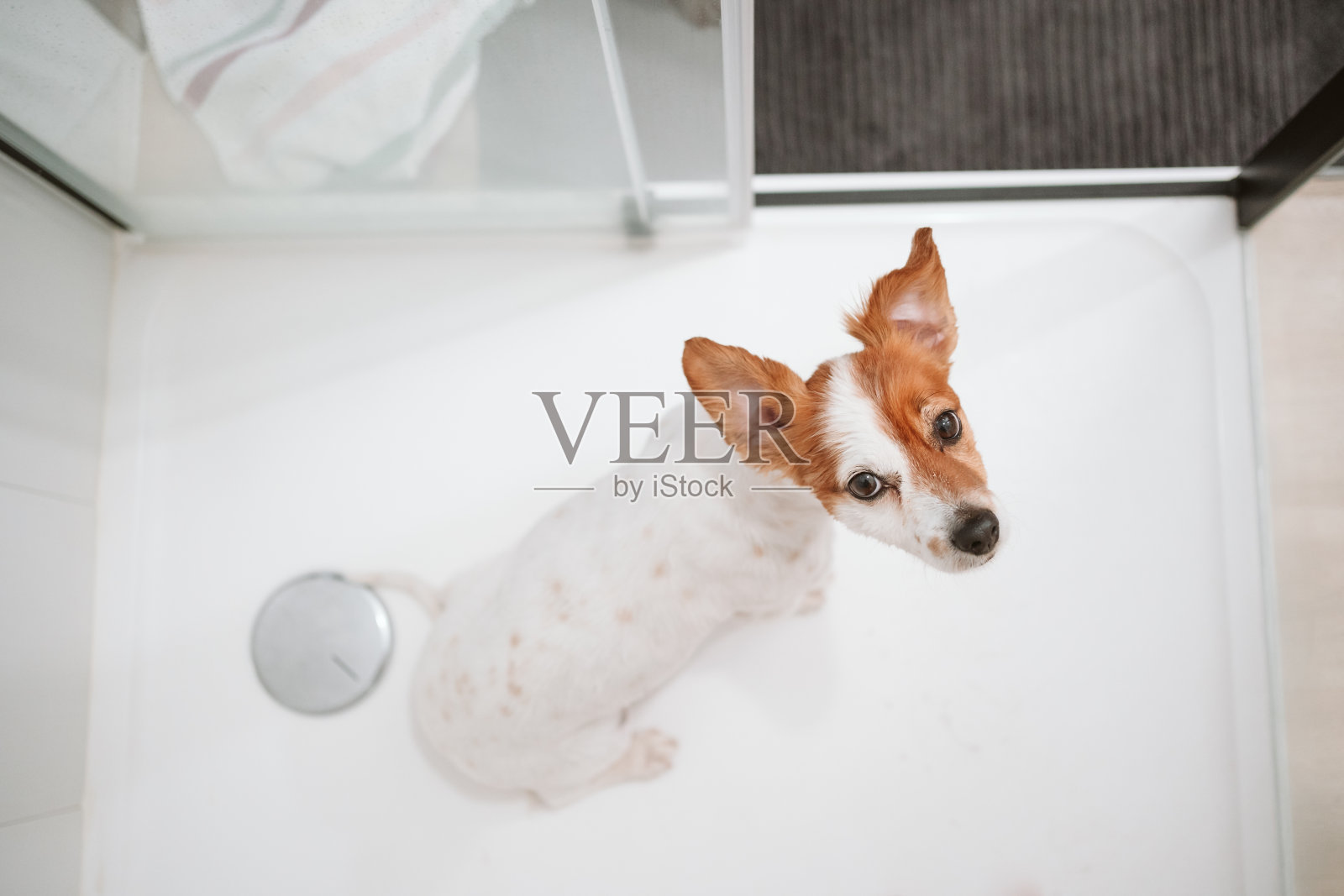 俯视图可爱的杰克罗素狗坐在淋浴准备洗澡时间。家里的宠物照片摄影图片