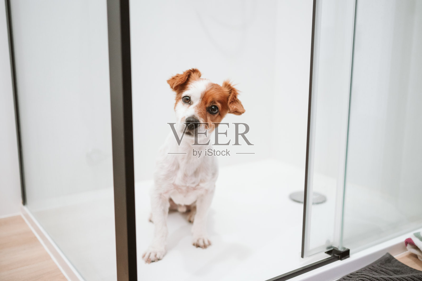 美丽的杰克罗素狗坐在淋浴准备洗澡时间。在家养宠物照片摄影图片