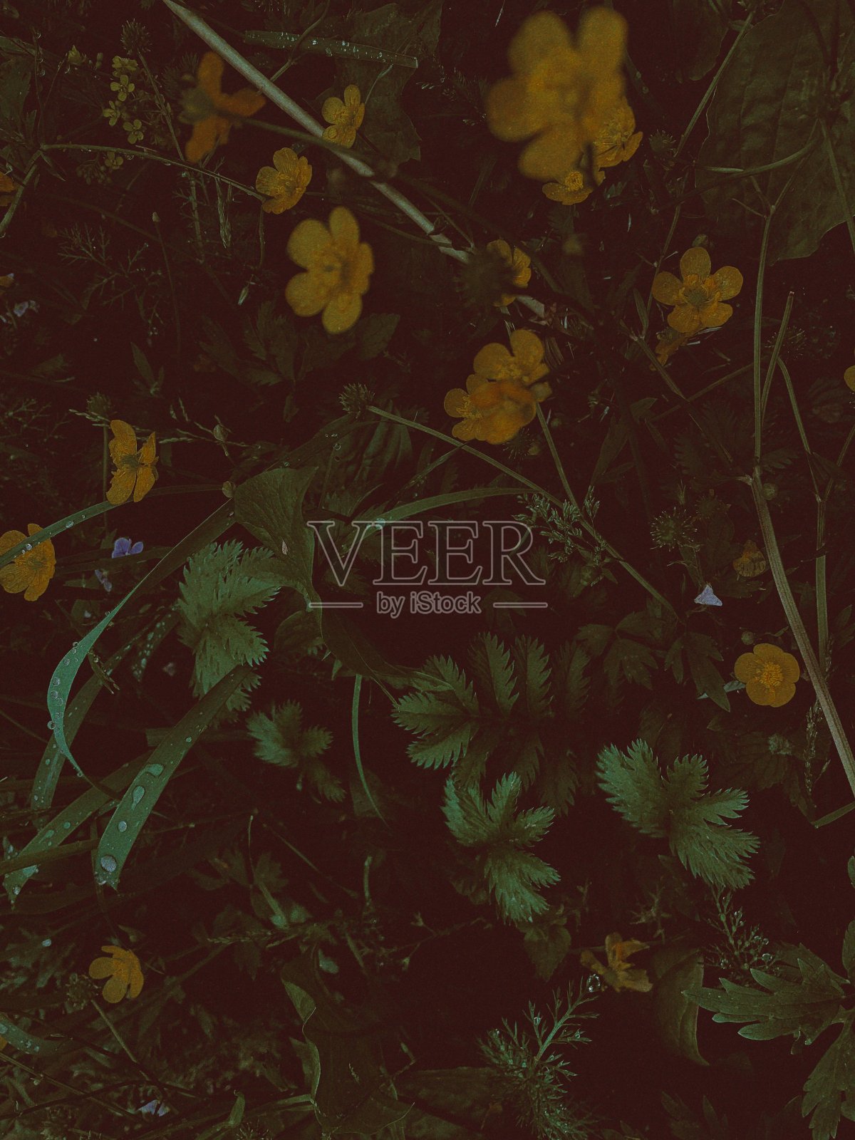 夏天的乡村景观照片摄影图片