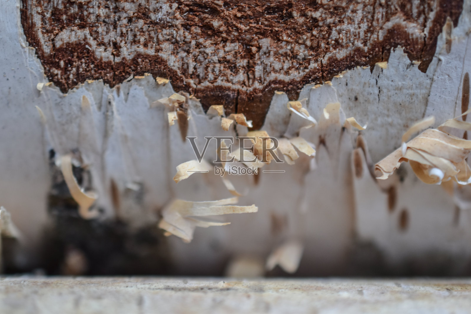 木材的质地。美丽的桦树树皮。照片摄影图片