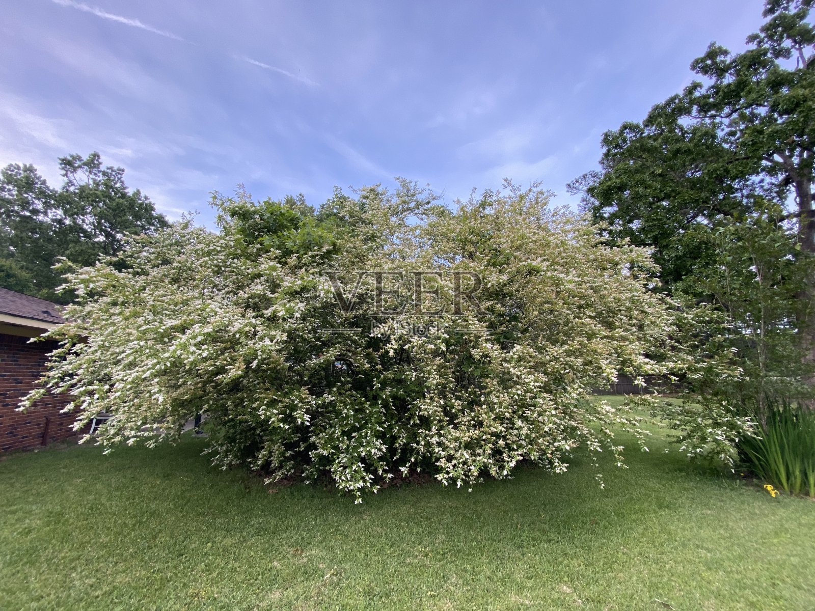 布什树照片摄影图片