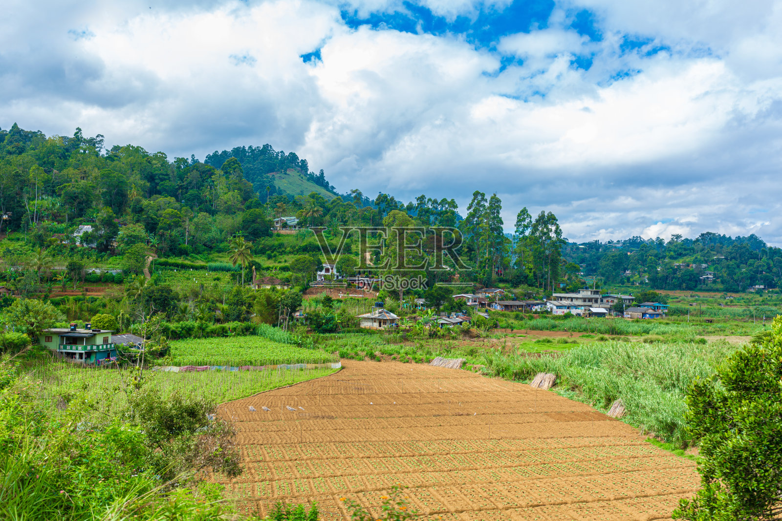 斯里兰卡当地家庭。一个绿色的菜园，有平坦的床照片摄影图片