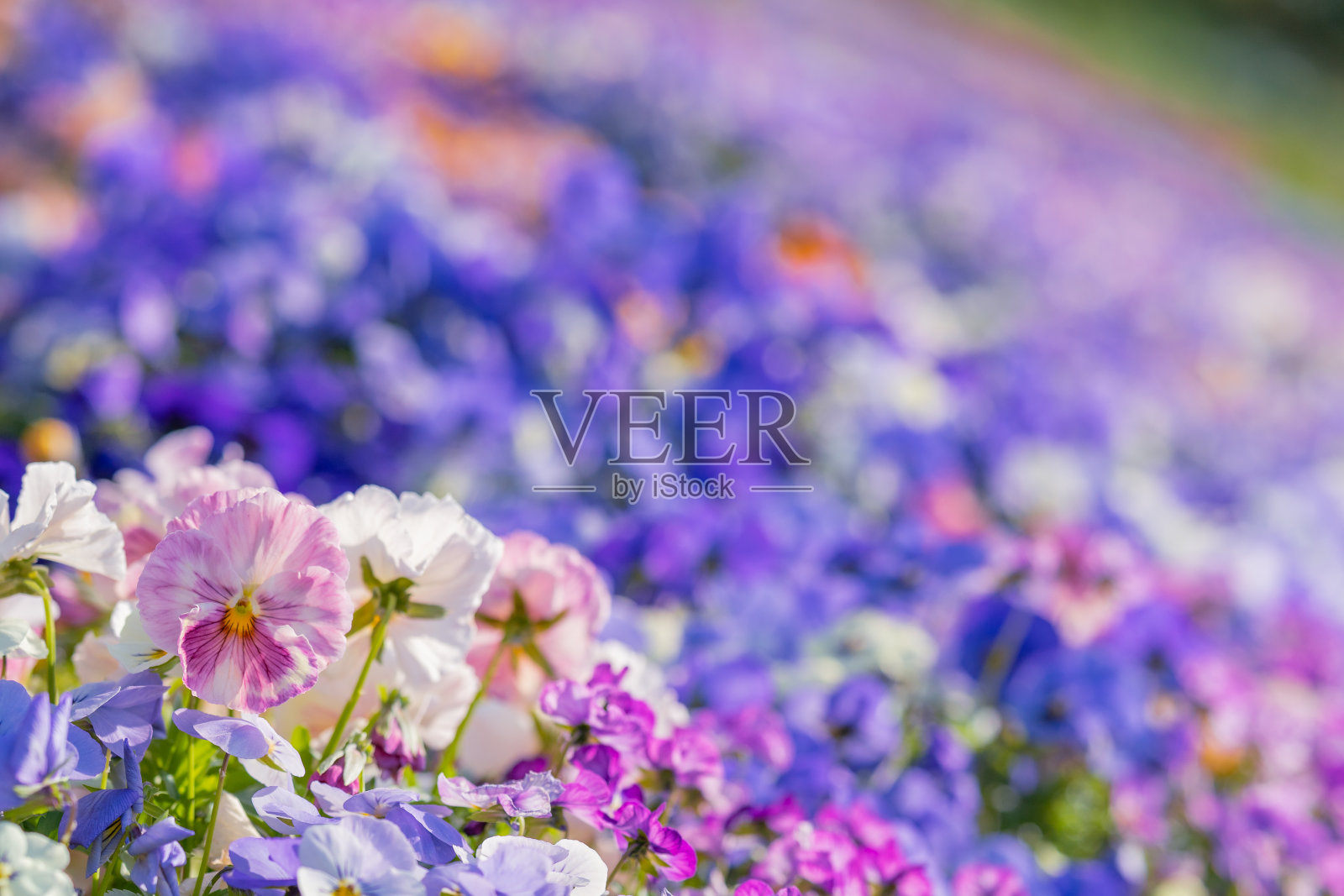 春天公园里五颜六色的三色堇花照片摄影图片