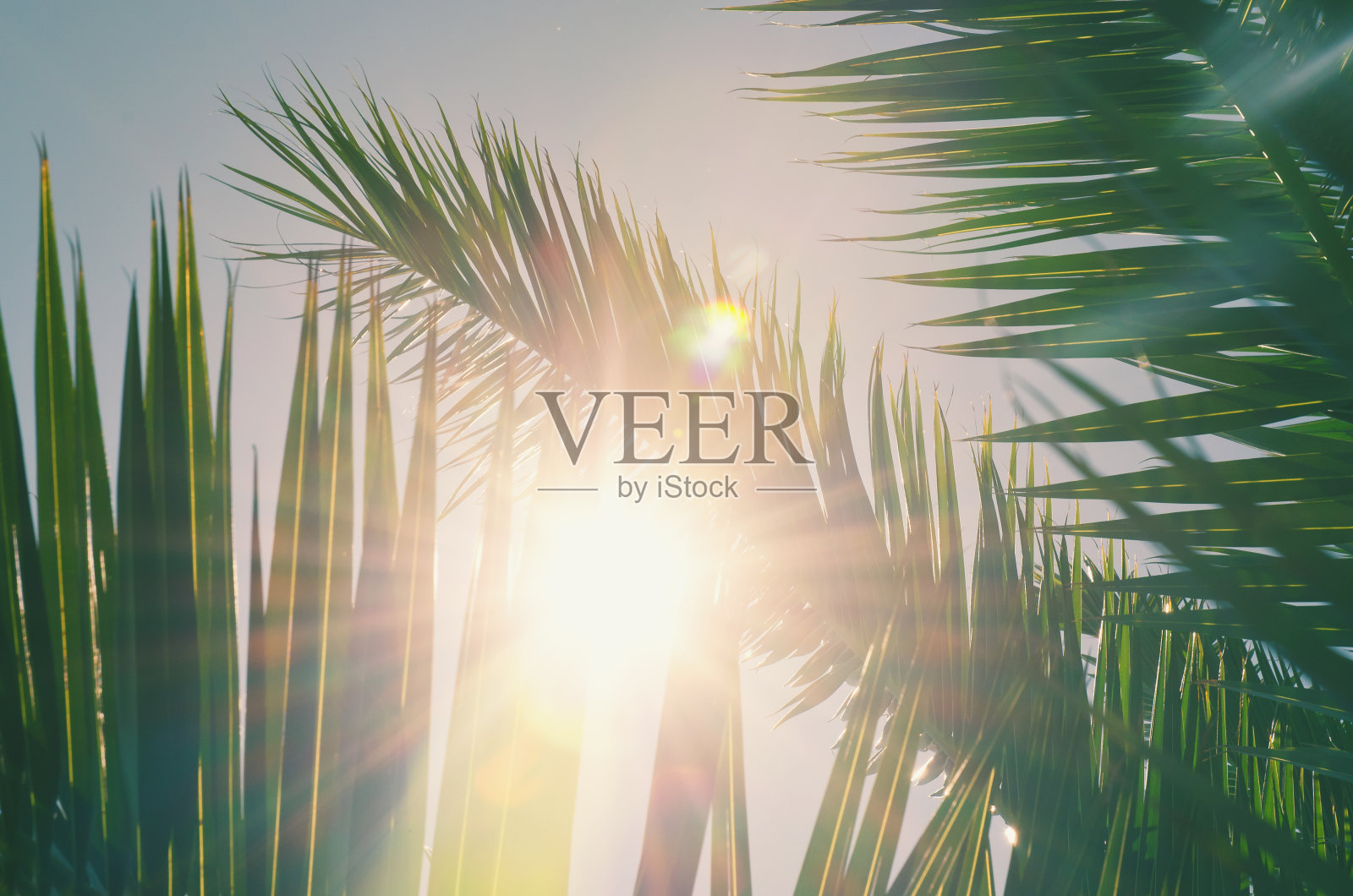 大自然的背景是热带海滩上的绿色棕榈叶，与散景的阳光映衬着蓝天。复印空间的暑假和商务旅行的概念照片摄影图片