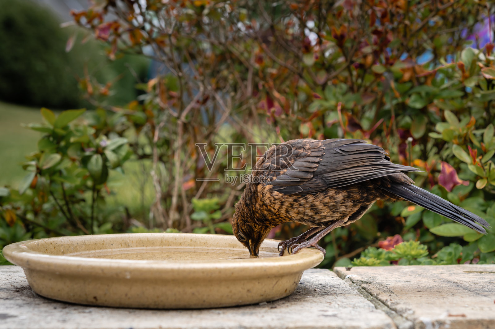 小画眉在碟子里喝水照片摄影图片