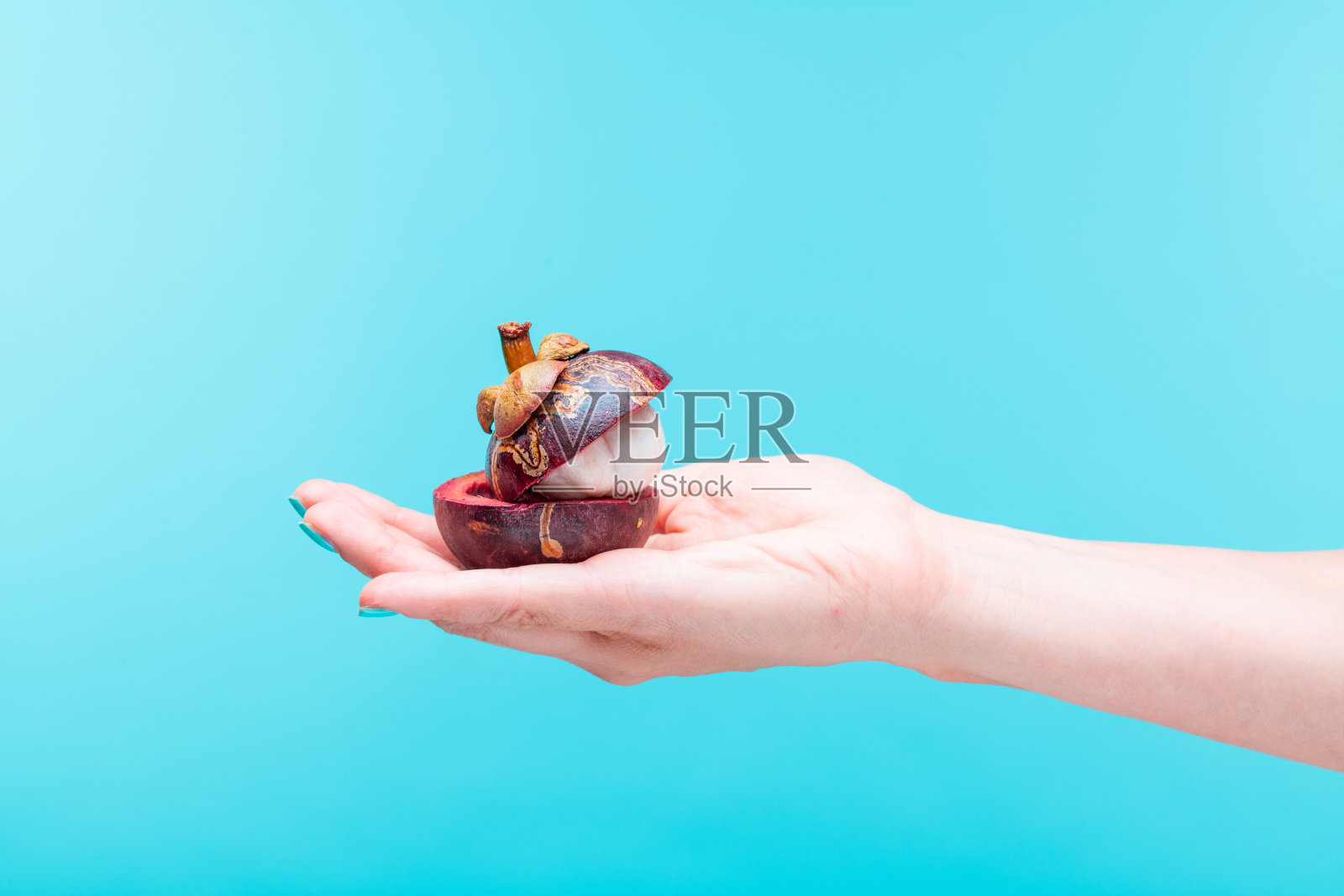 手握新鲜山竹在明亮的蓝色背景。照片摄影图片