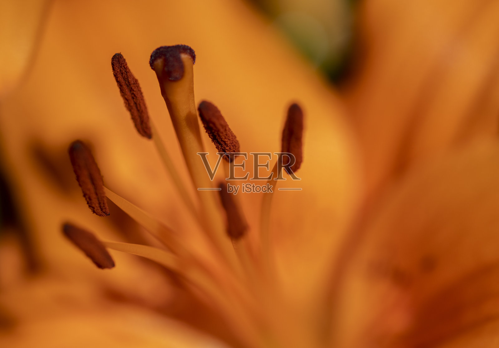 靠近:百合花，花瓣和雄蕊照片摄影图片