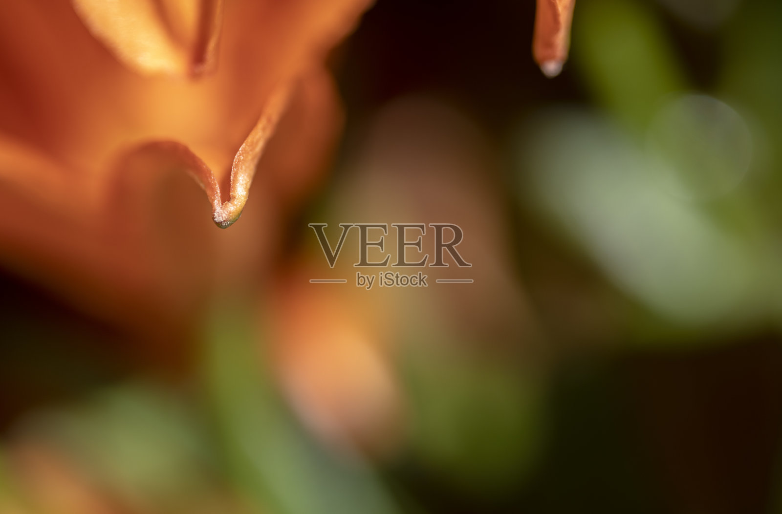 靠近:百合花，花瓣和雄蕊照片摄影图片