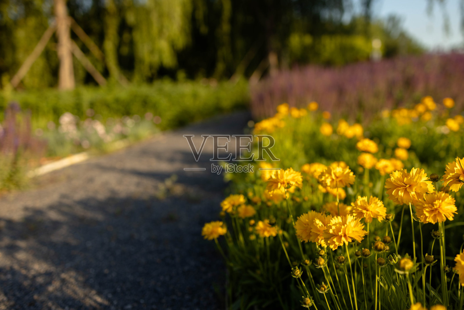 野花和乡间小路照片摄影图片