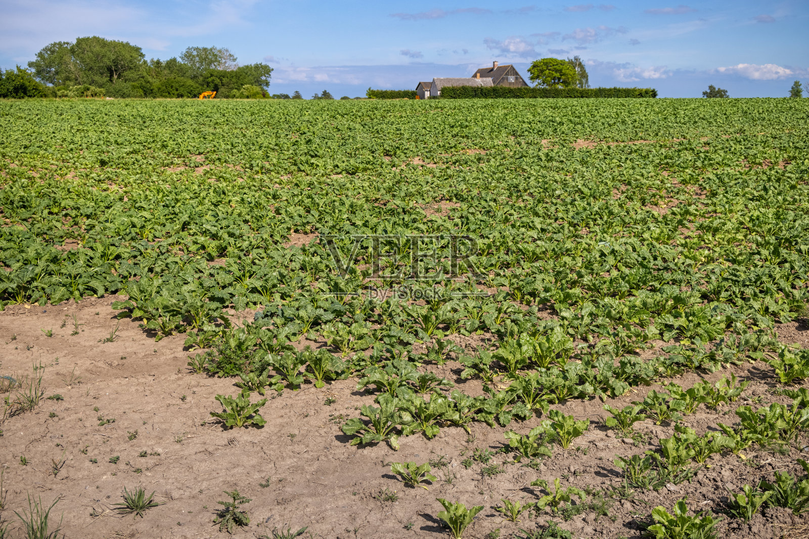 农田里种着甜菜，背景是一间农舍照片摄影图片