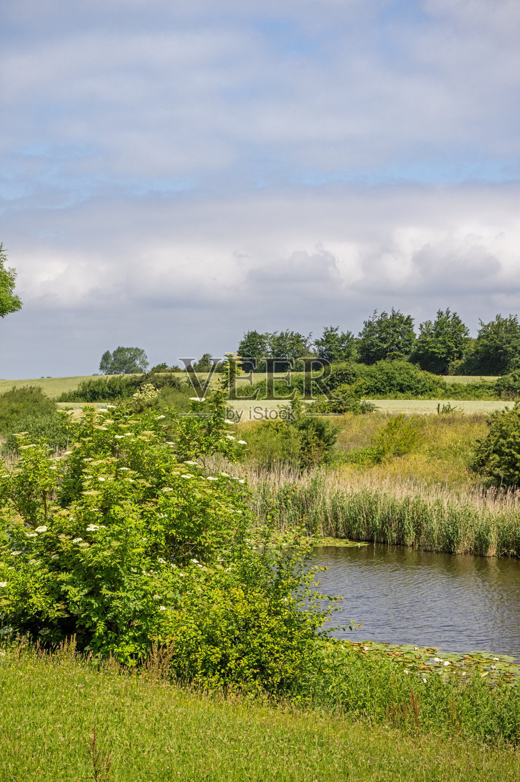 有接骨木树的小湖照片摄影图片