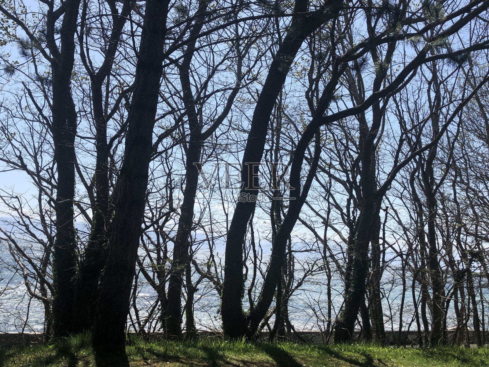 罗斯湾公墓的树很有趣照片摄影图片