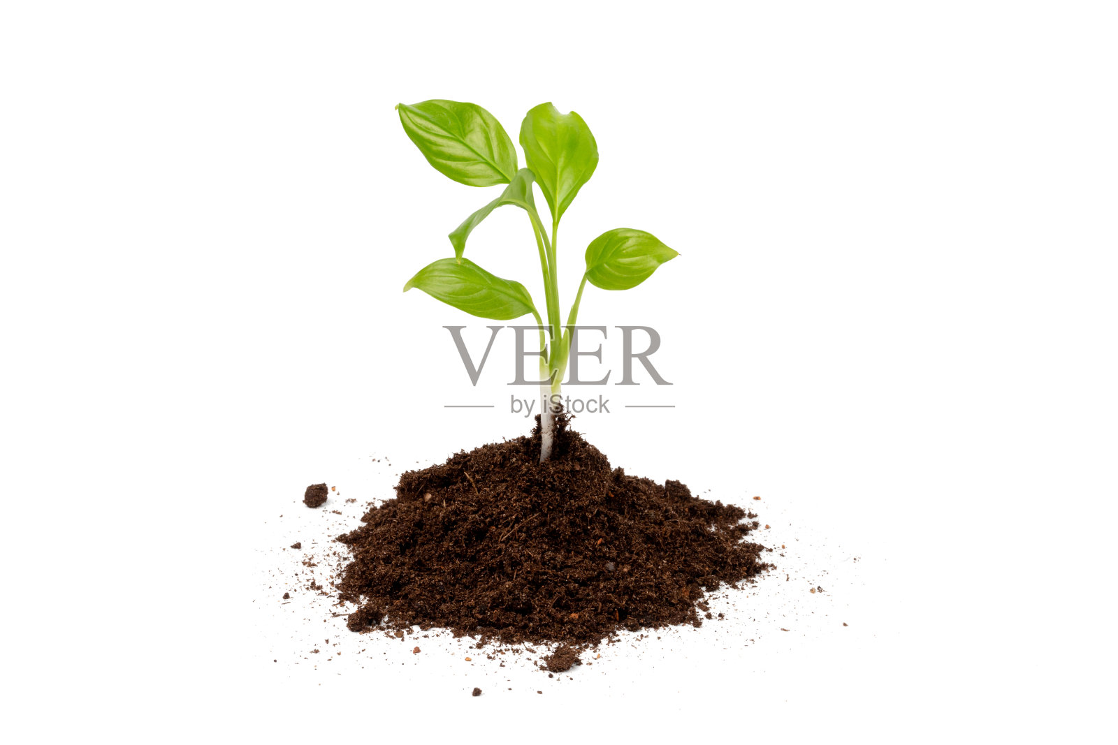 幼芽从一堆黑土中生长出来，孤立在白色的背景上。成长或新生命的概念照片摄影图片