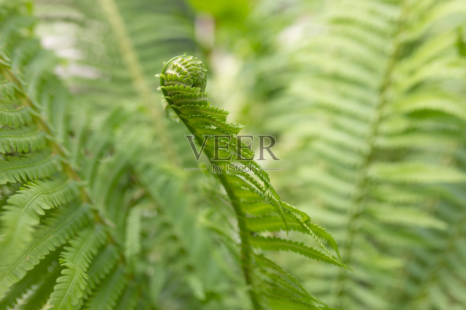 绿色新鲜的蕨类叶子为背景。植物的幼芽。梦幻的蕨类植物的背景。文本的空闲空间照片摄影图片