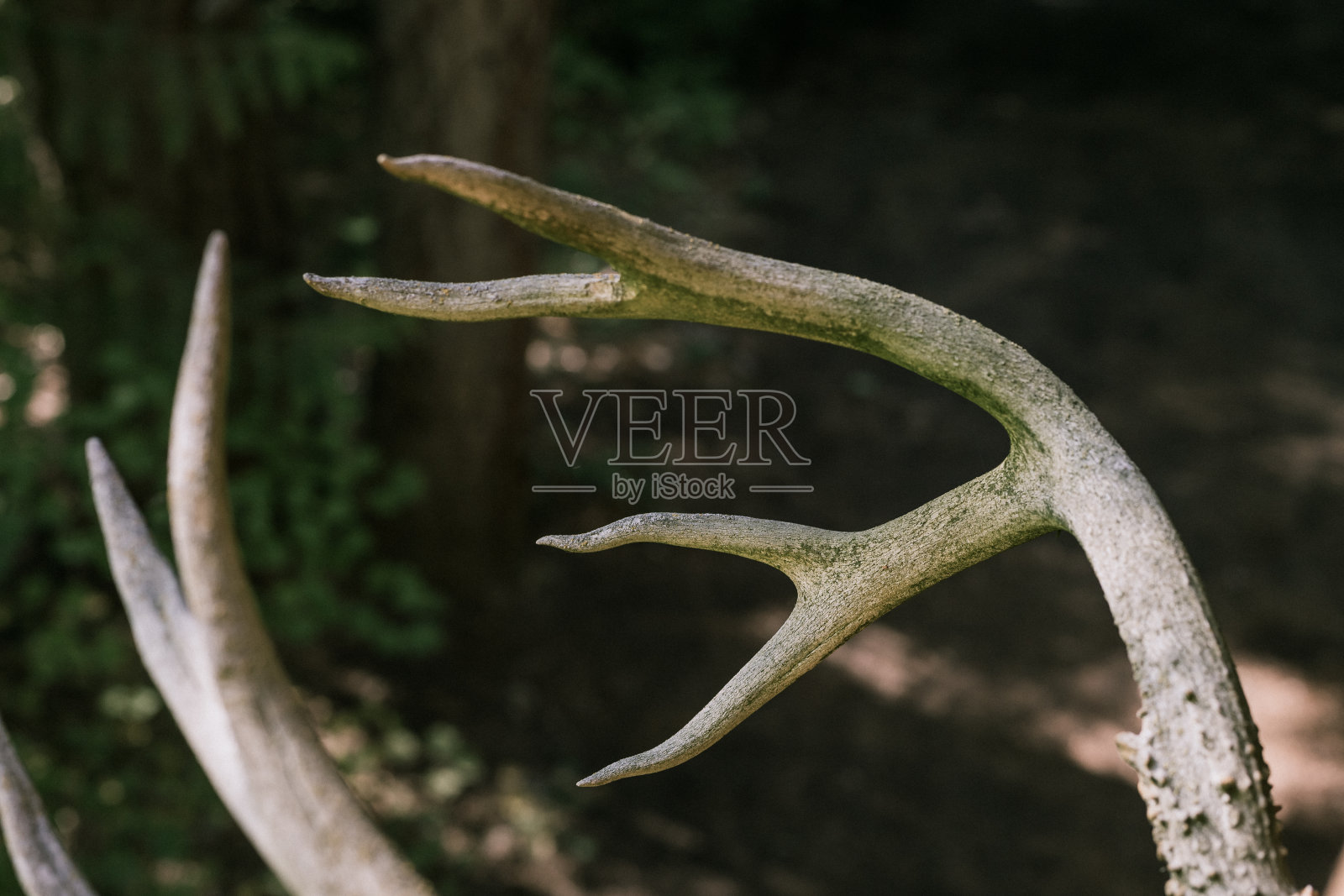 鹿角挂在林中小屋的特写照片摄影图片