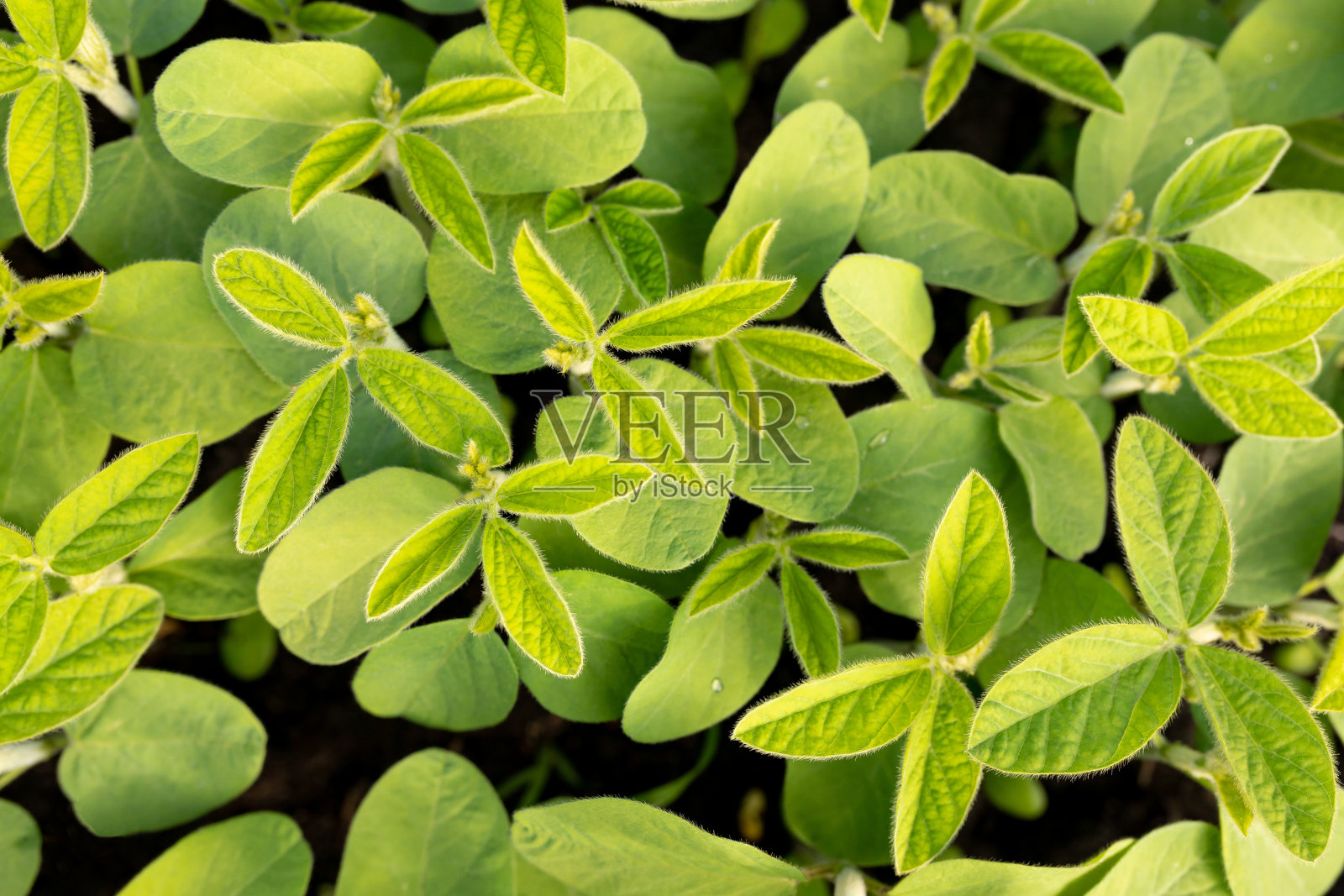 俯视图的清洁叶片的年轻大豆。以自然植物为背景，以农业为主题。照片摄影图片